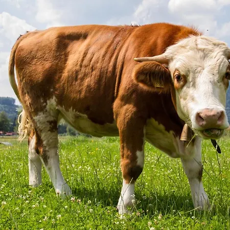 Farma Beim Rabenbauer - Chiemgau Karte *