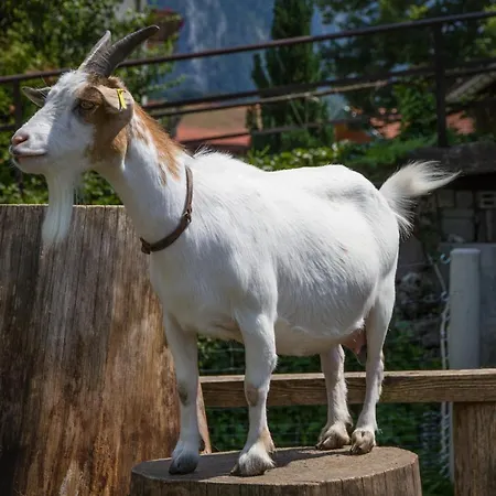 Beim Rabenbauer - Chiemgau Karte Bauernhof Inzell